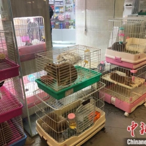 节前宠物寄养需求升温，部门宠物店寄养代价上涨