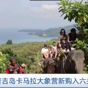 太火爆！普吉岛一大象营地采购 6 头大象欢迎中国游客！ ...