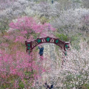 苏州赏花热！“一枝梅”撬动“花经济”