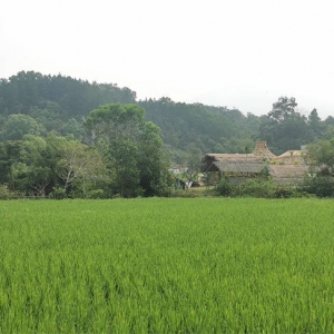 【中国有约】海南毛纳村：以茶融旅踏出墟落振兴新路子 ...